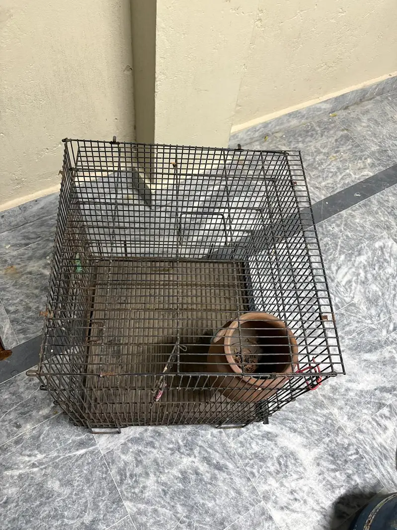 parrot cage/pinjra for sale — photo 3