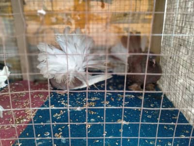 Laky male and female