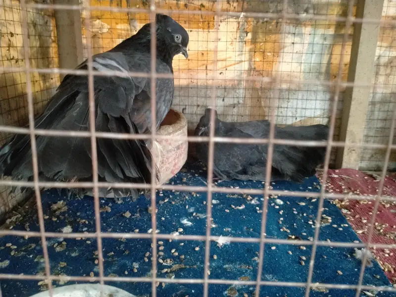 Laky male and female — photo 2