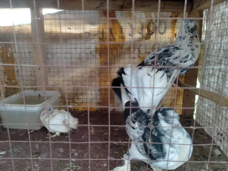 Laky male and female — photo 3