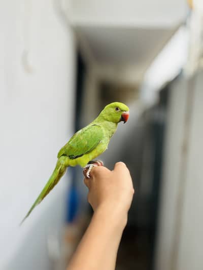 Hand Tame Indian Ringneck Parrot (Green Parrot) – Healthy & Active