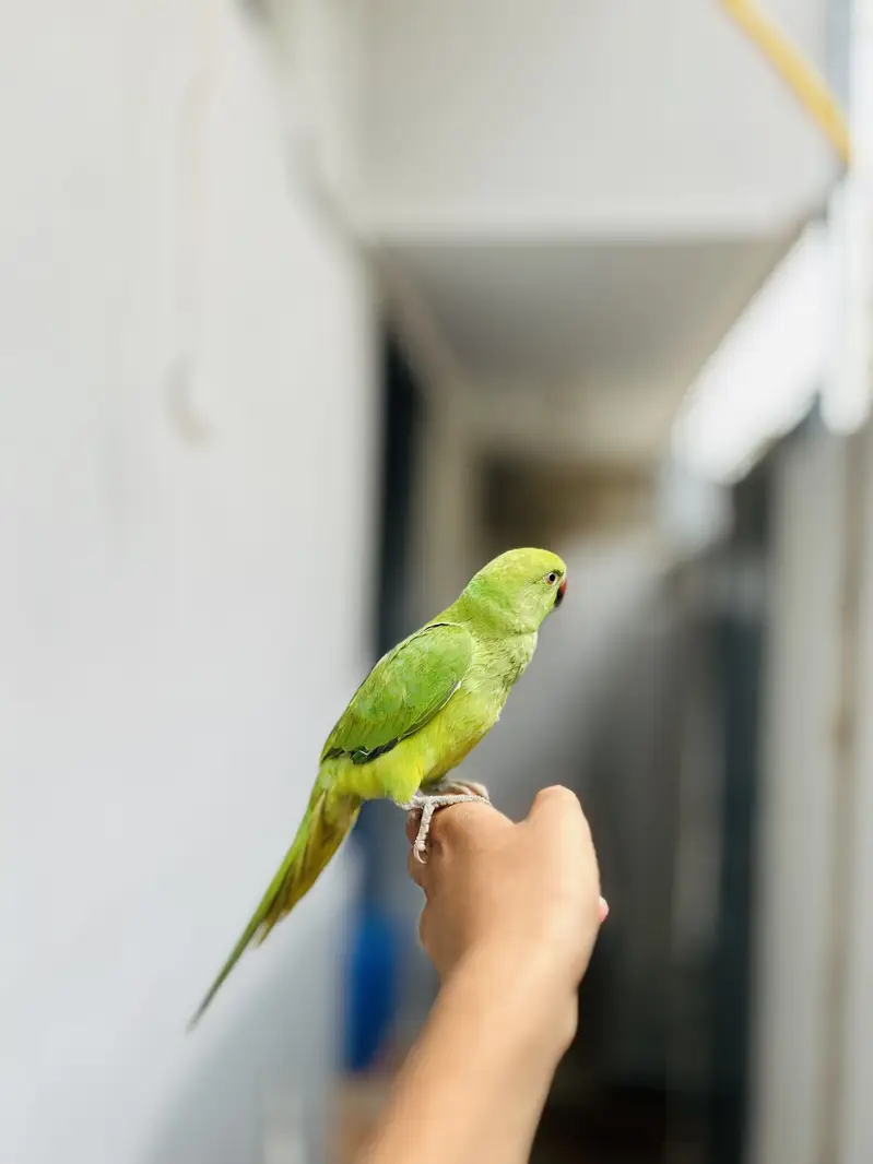 Hand Tame Indian Ringneck Parrot (Green Parrot) – Healthy & Active — photo 2