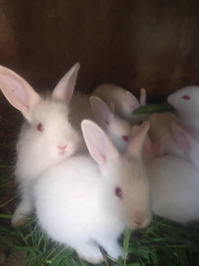 Rabbit 