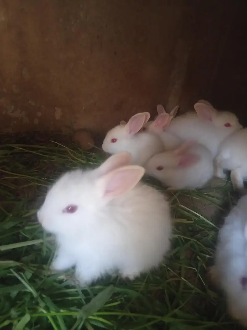Rabbit — photo 2