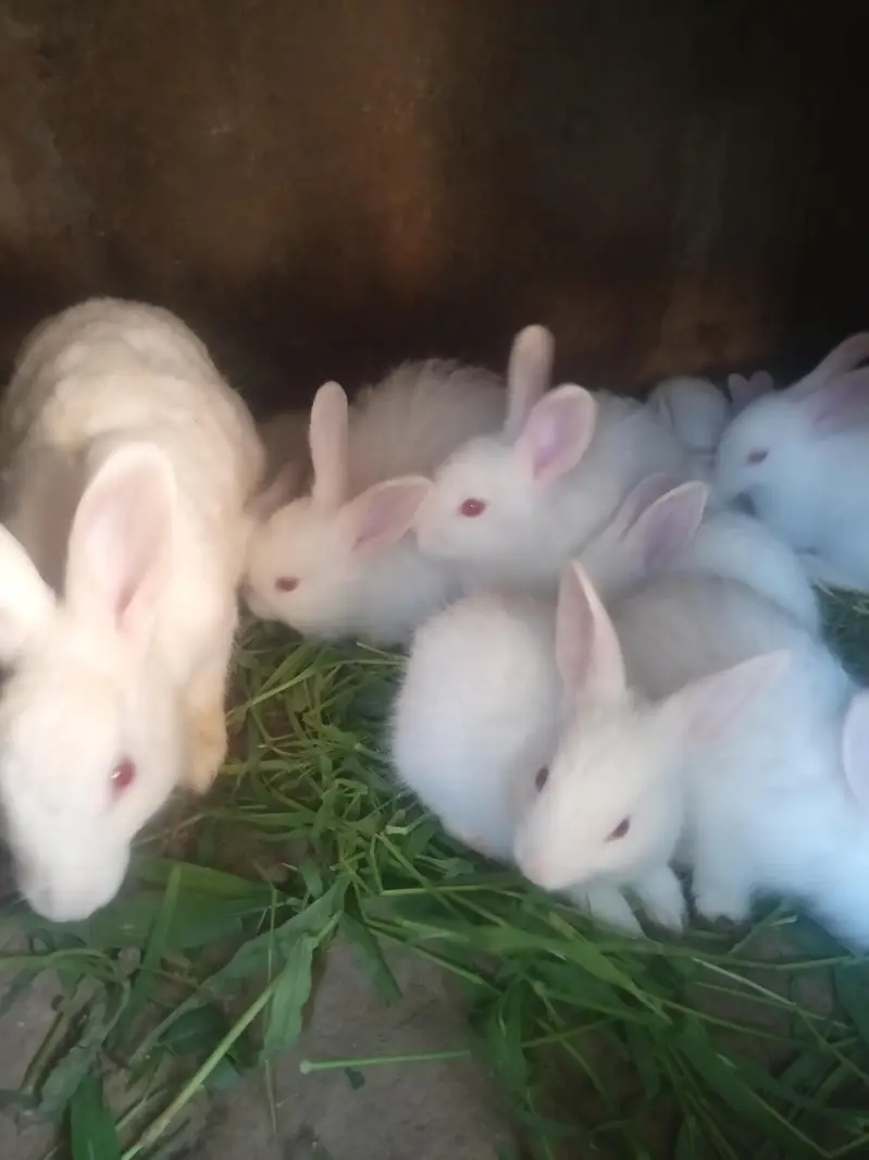 Rabbit — photo 3
