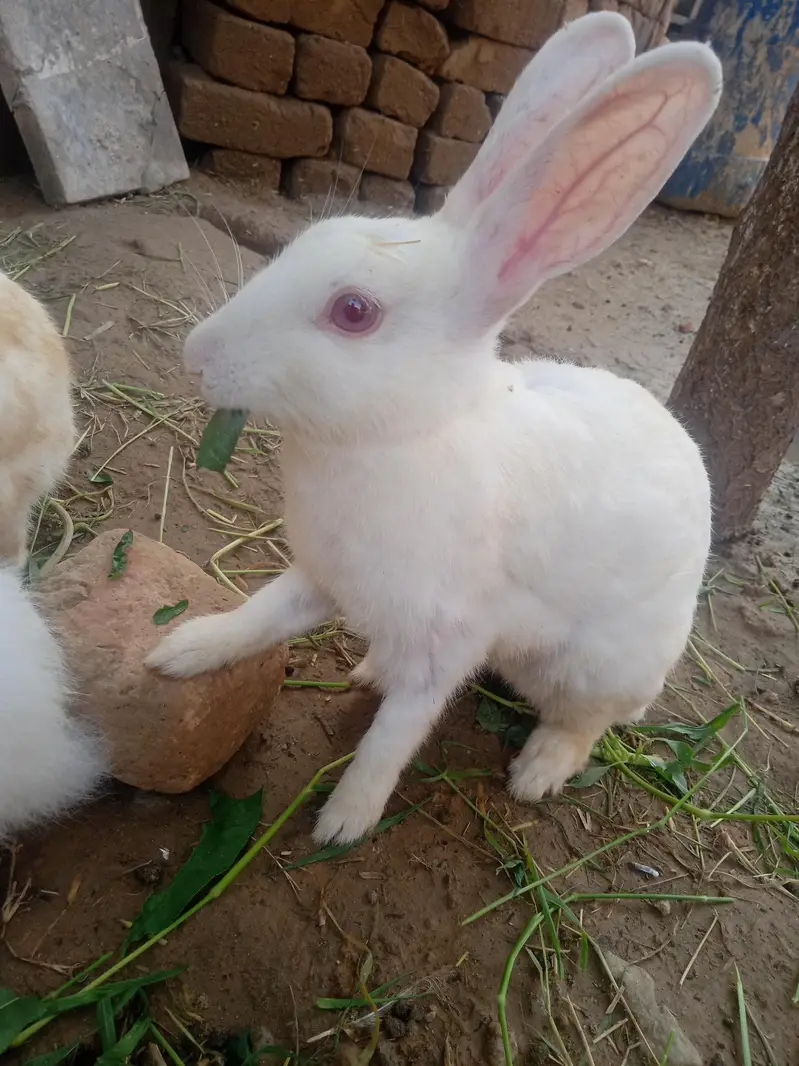 Rabbit — photo 4