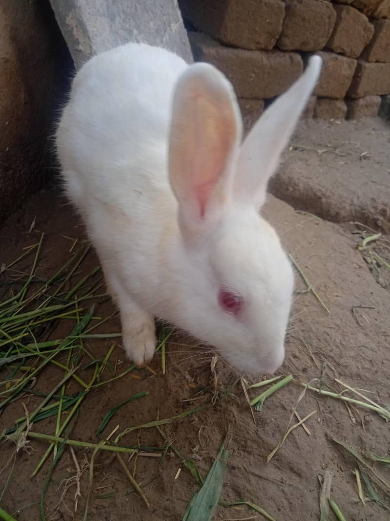 Rabbit 4