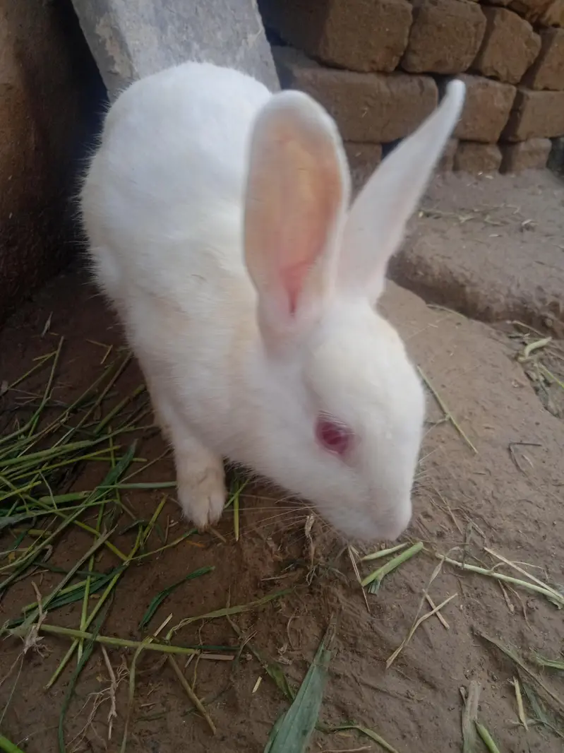 Rabbit — photo 5
