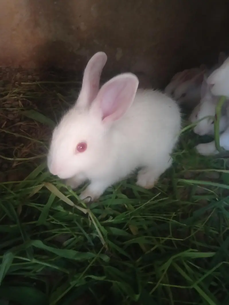 Rabbit — photo 6
