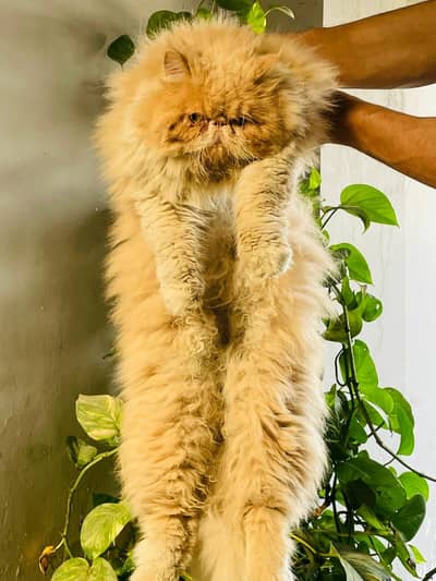 cfa bloodline peki male  cat
