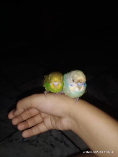 Australia parrot for sale only pair