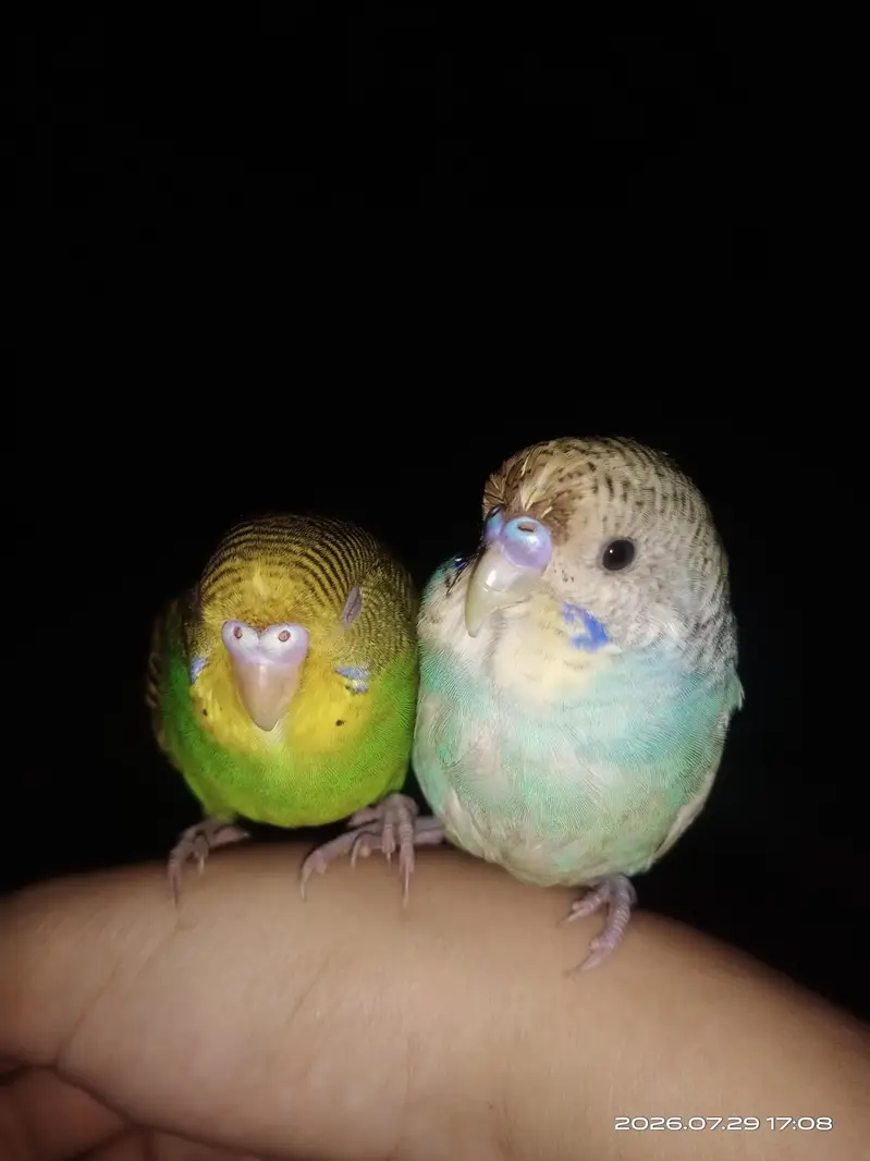 Australia parrot for sale only pair — photo 2