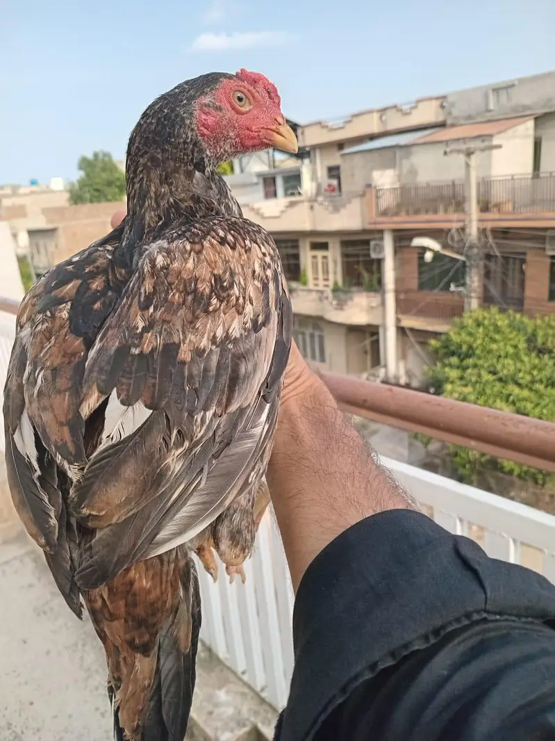 Aseel — photo 11