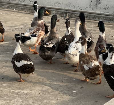 Healthy and beautiful ducks for sale.