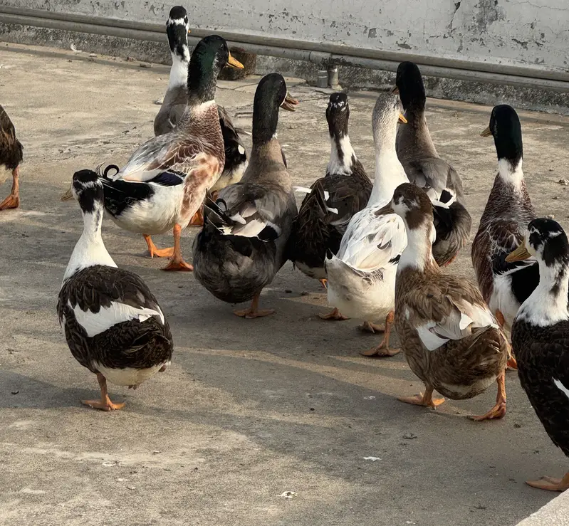 Healthy and beautiful ducks for sale.