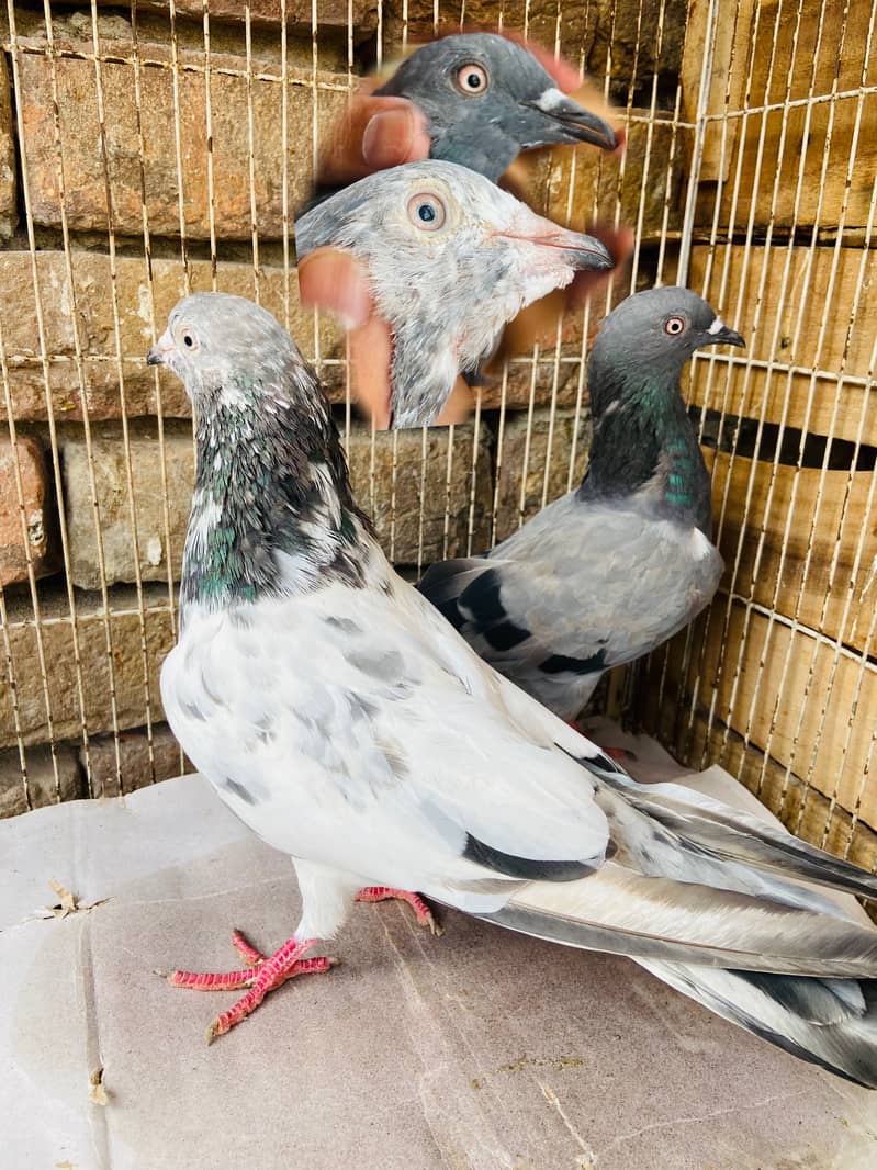 Breeder available 1