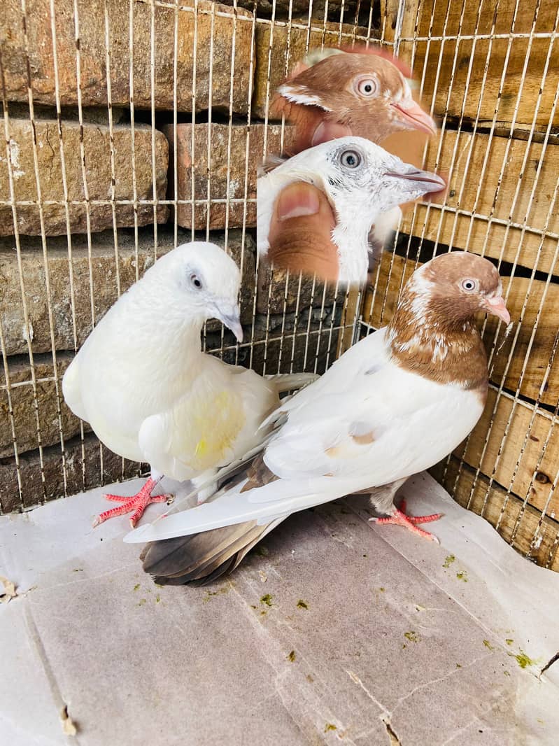 Breeder available 2