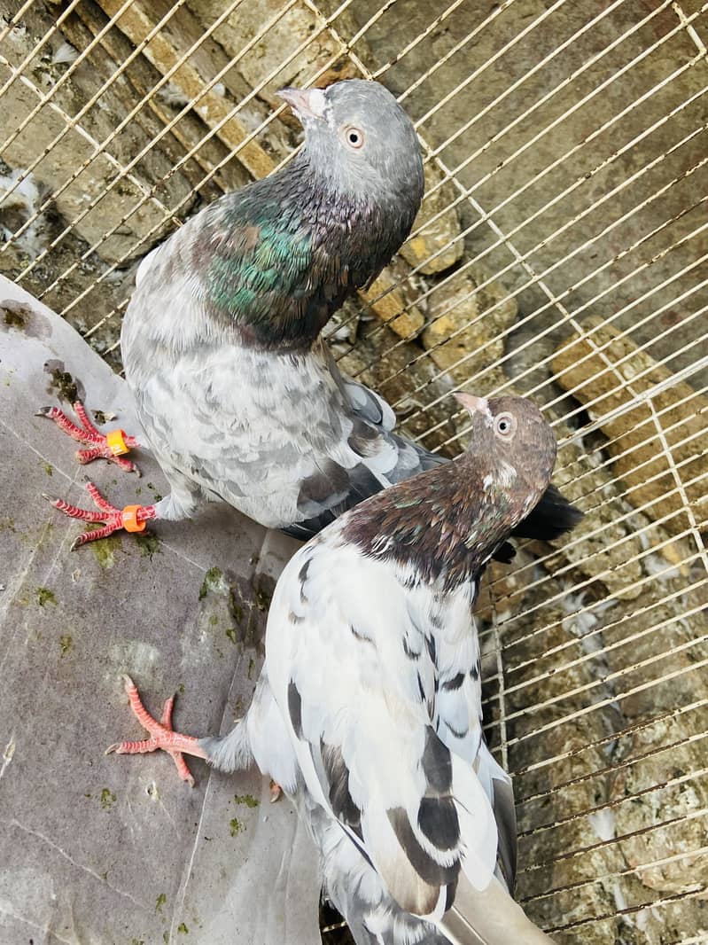 Breeder available 3
