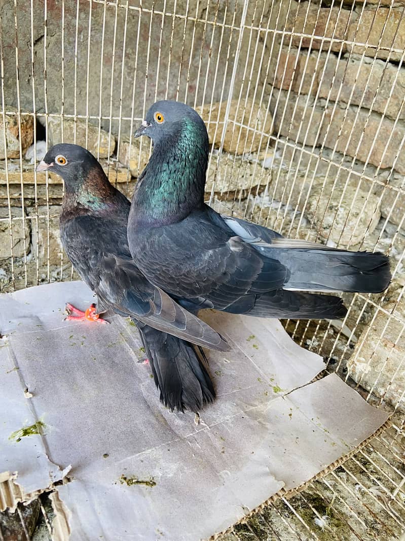 Breeder available 4