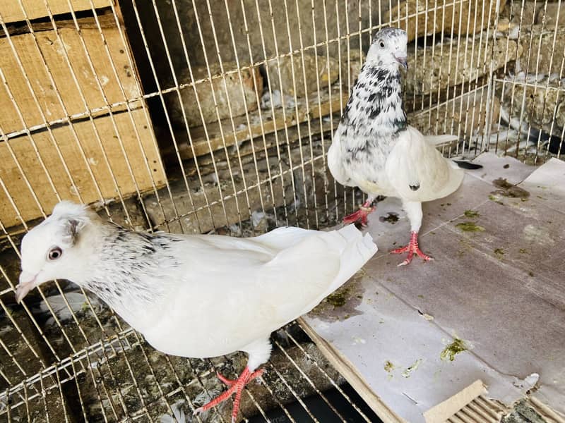 Breeder available 5