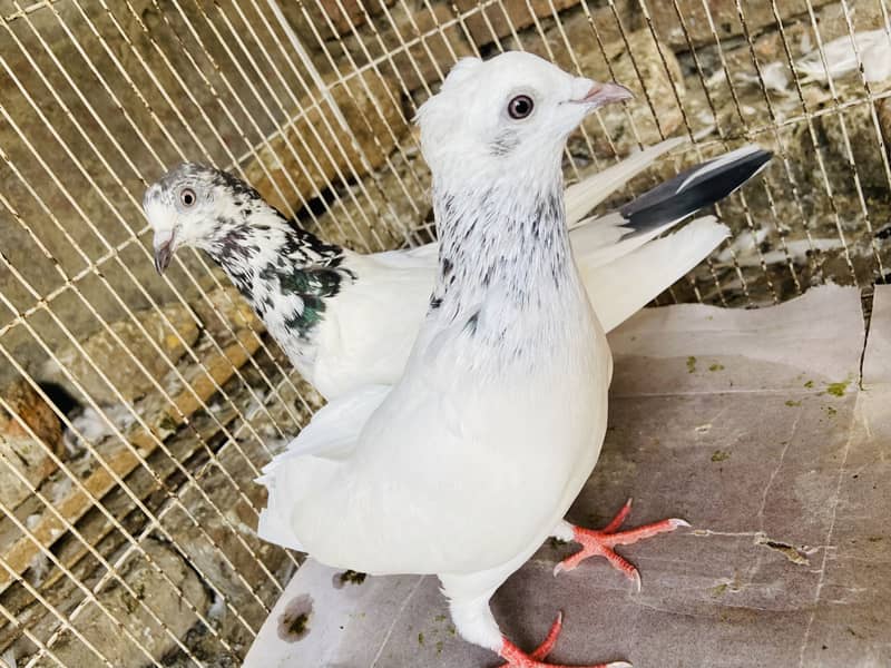Breeder available 6