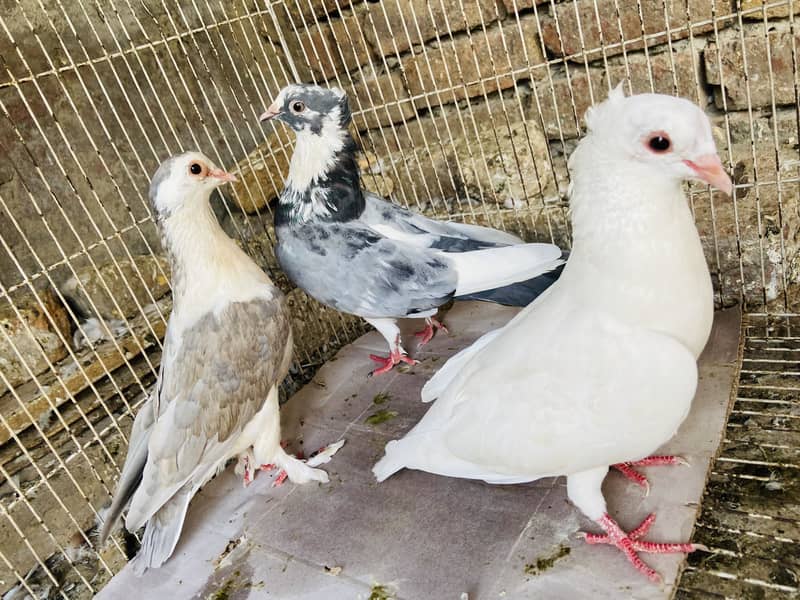Breeder available 7
