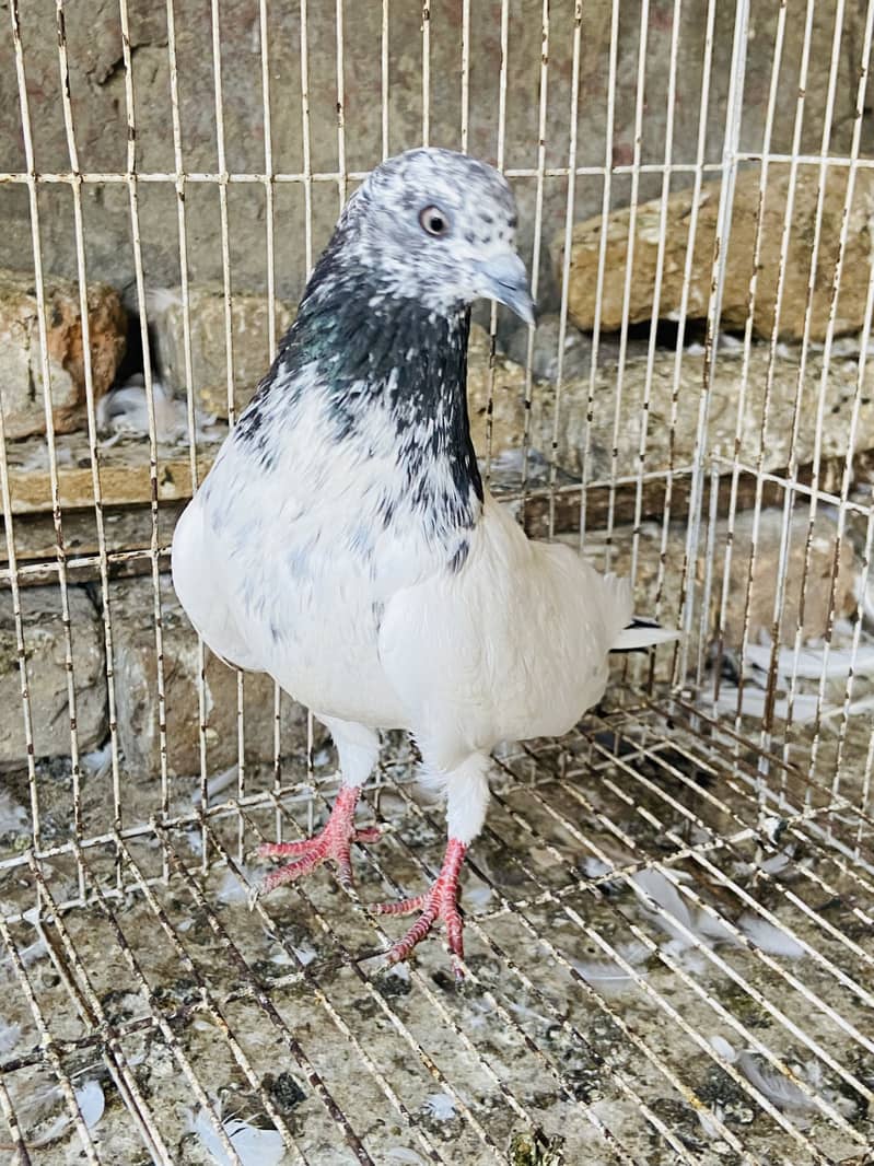 Breeder available 8