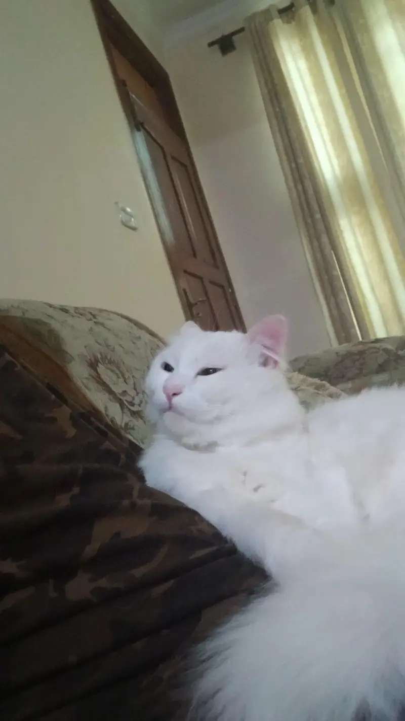 Turkish angora Cat — photo 3