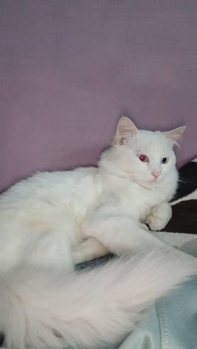 Turkish angora Cat