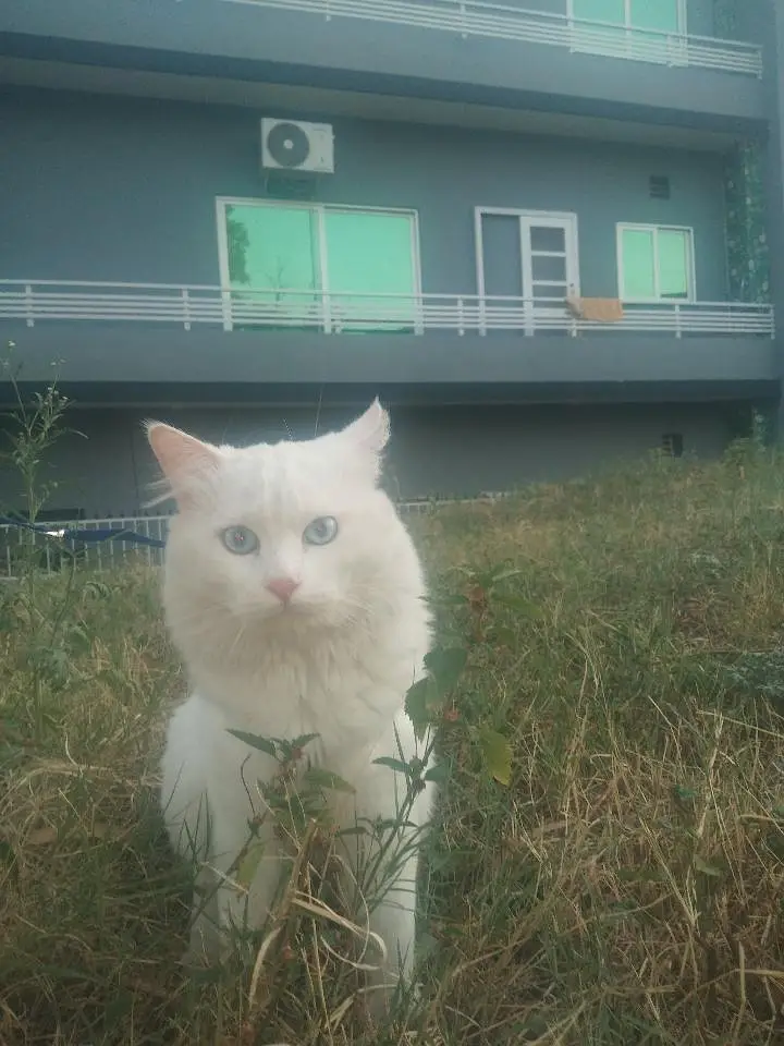 Turkish angora Cat — photo 2