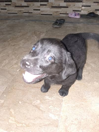 dog for sell