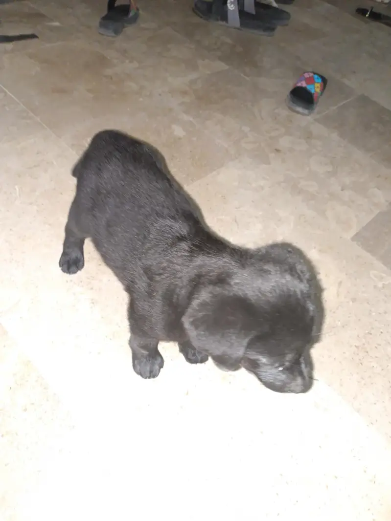 dog for sell — photo 2