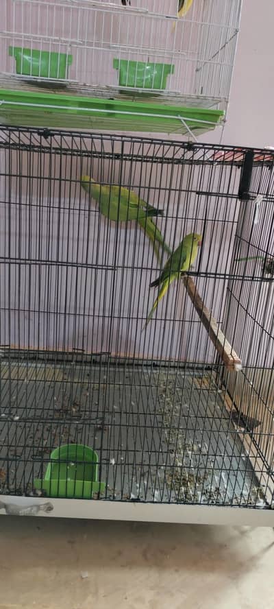 Raw breeding pair with big size cage and egg box