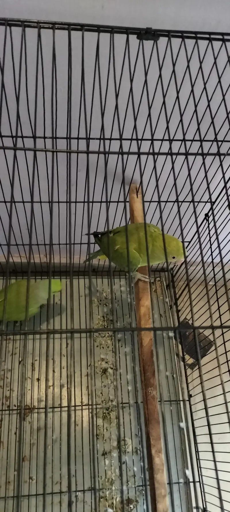 Raw breeding pair with big size cage and egg box — photo 2