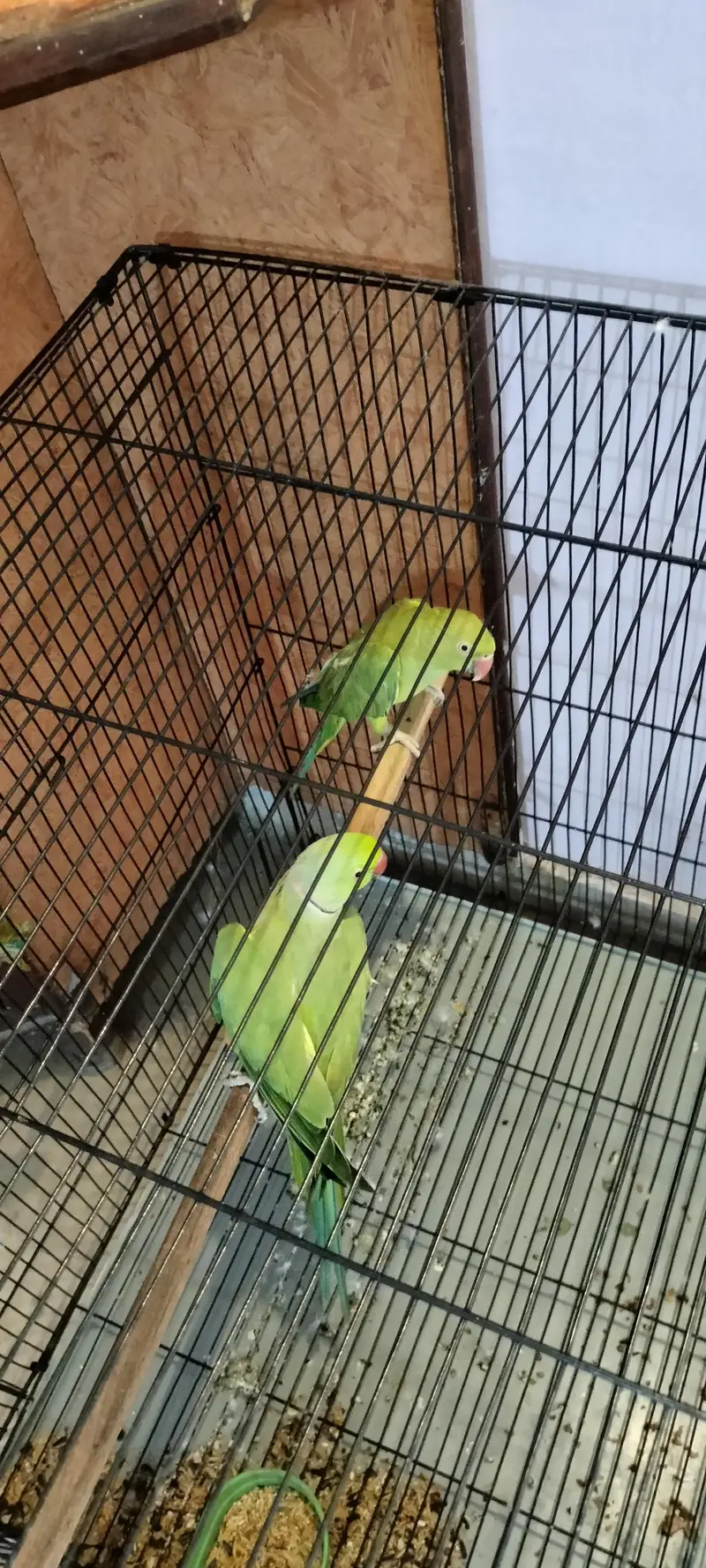Raw breeding pair with big size cage and egg box — photo 4