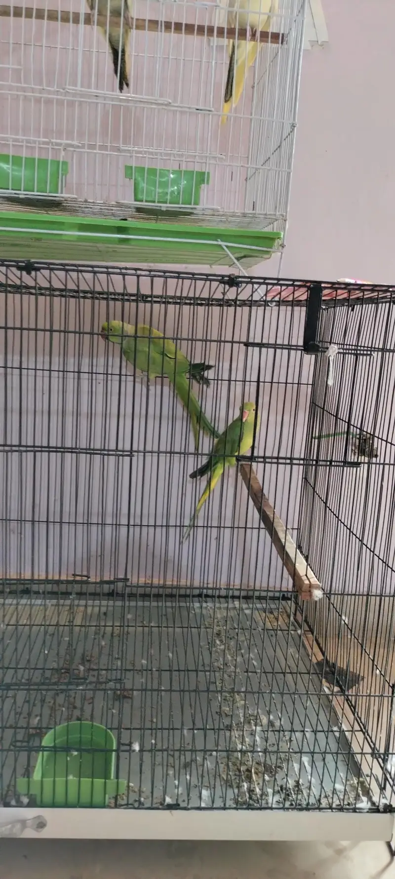 Raw breeding pair with big size cage and egg box — photo 5