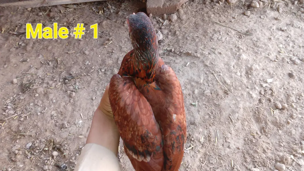 long height+long face kamalia breed sy cross hn — photo 5