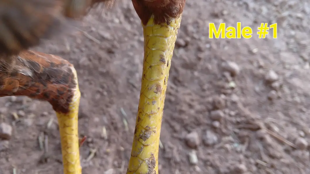 long height+long face kamalia breed sy cross hn — photo 6