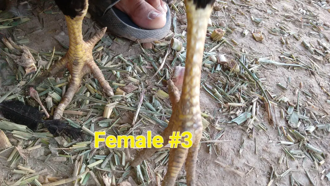 long height+long face kamalia breed sy cross hn — photo 12