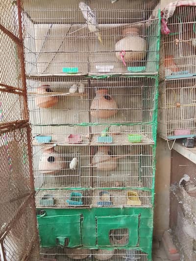 8 and 6 and 3 and 2 portion cages are available for sale