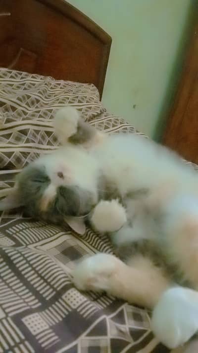 Persian cat for sale.