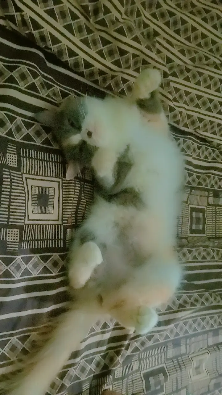 Persian cat for sale. — photo 2