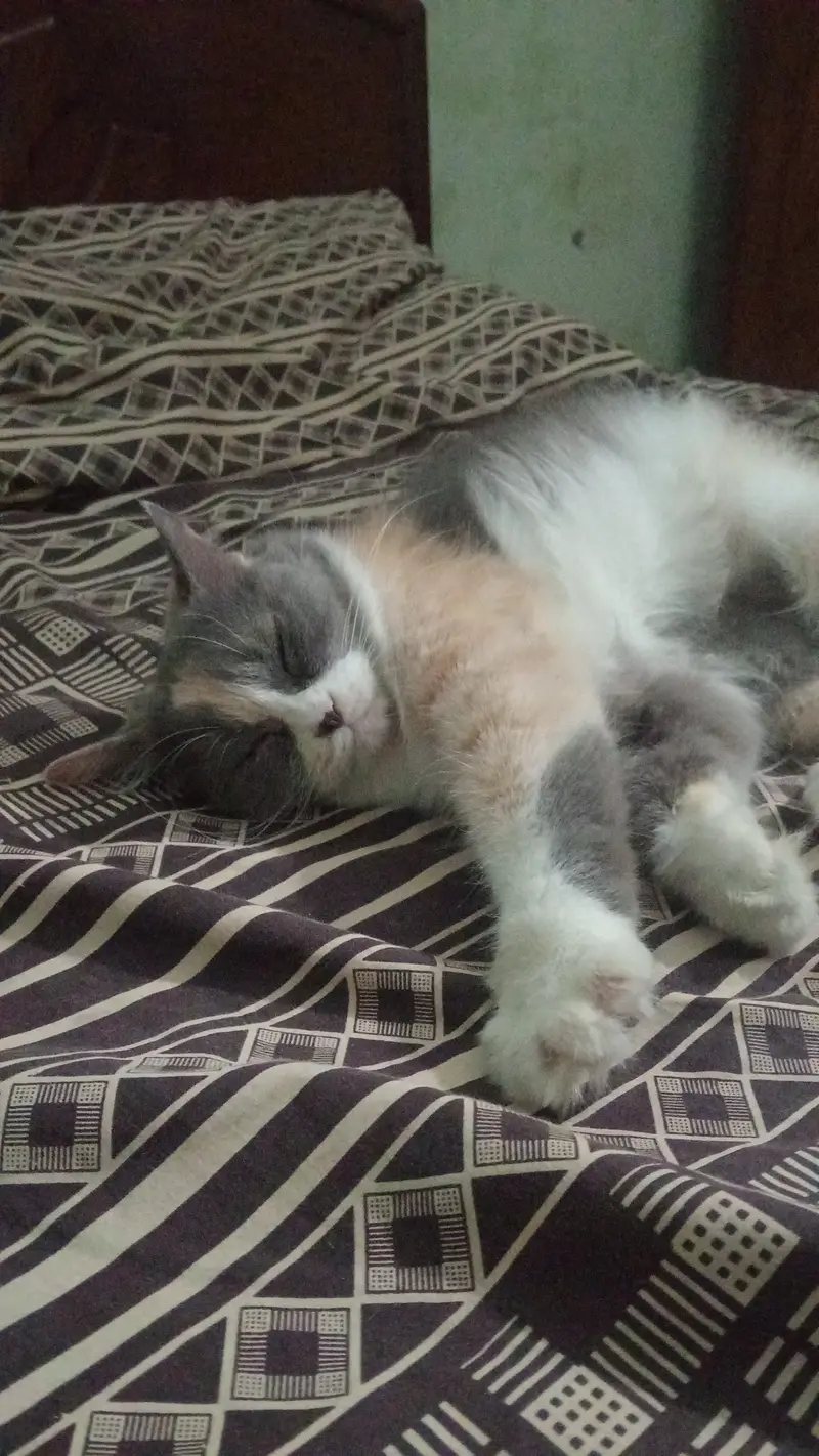 Persian cat for sale. — photo 3