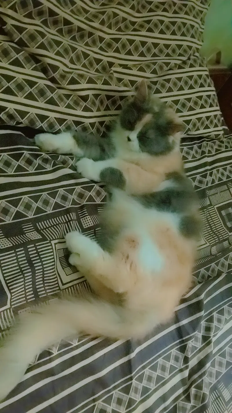 Persian cat for sale. — photo 4