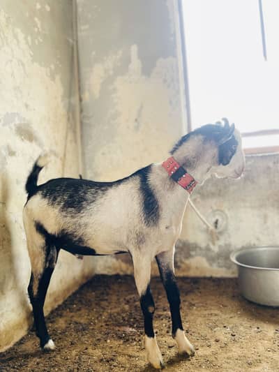GOAT ( teedy bakra )