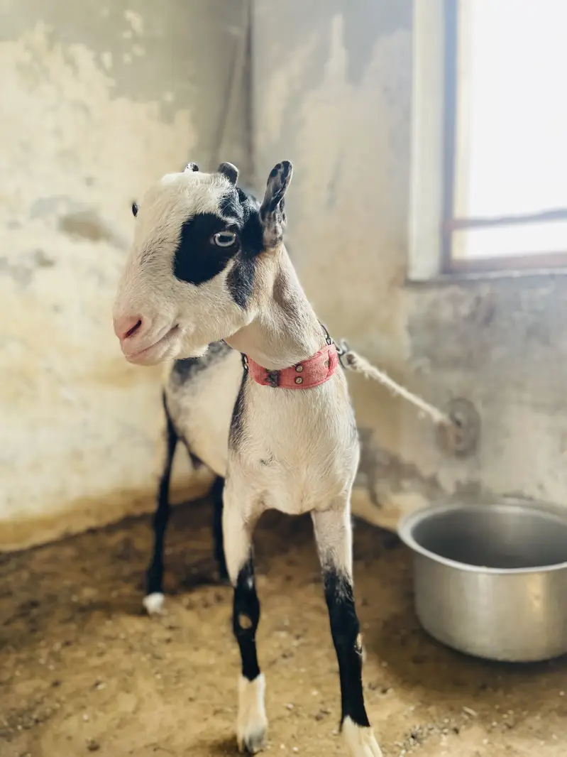GOAT ( teedy bakra ) — photo 2