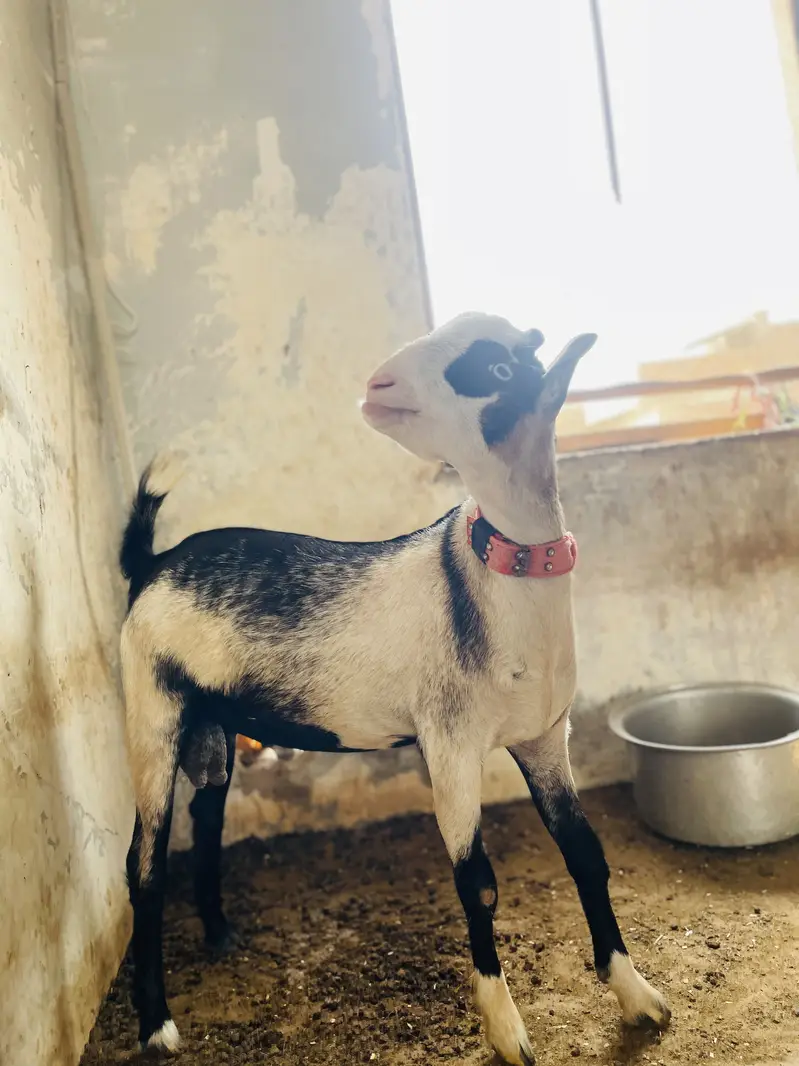 GOAT ( teedy bakra ) — photo 3