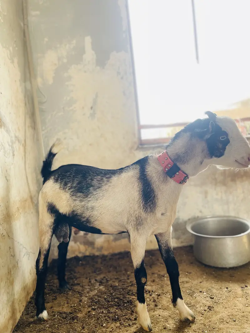 GOAT ( teedy bakra ) — photo 4