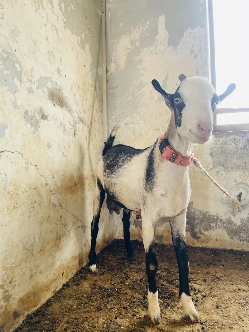 GOAT ( teedy bakra ) — photo 5