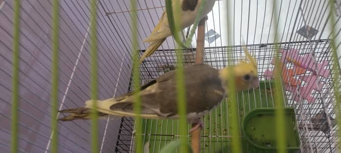 Breeding pair with egg box